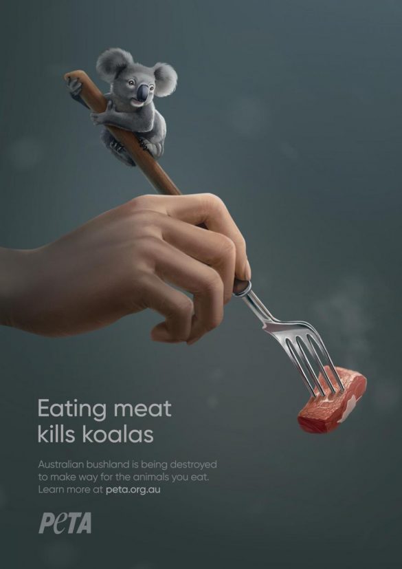 PETA: Eating meat kills koalas